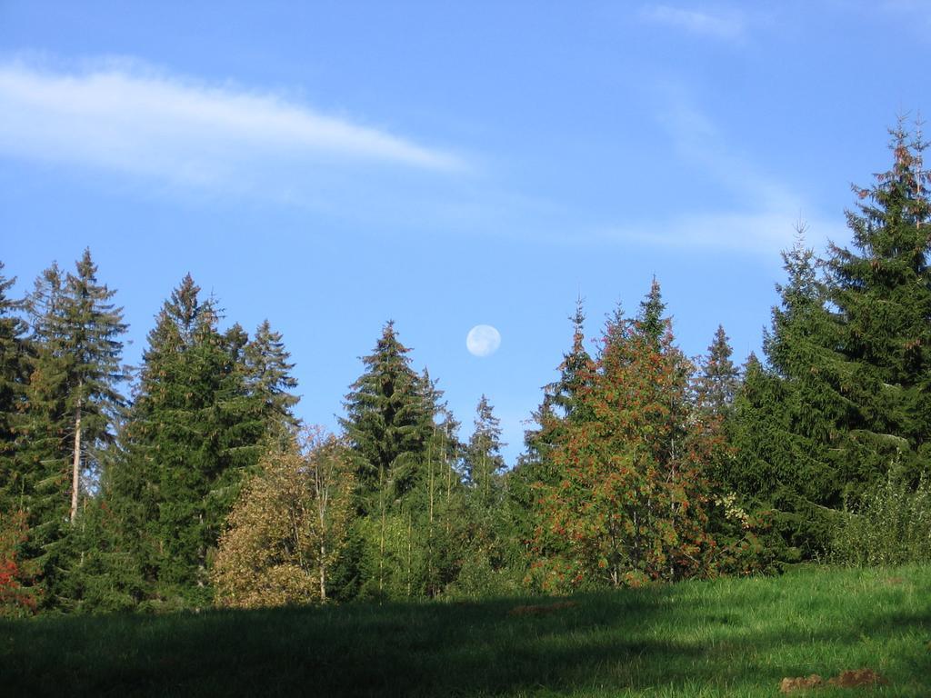 Schwarzwald-Chalet Feldberg Feldberg  Dış mekan fotoğraf